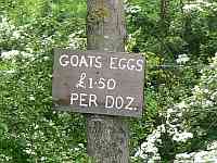 Goats Eggs